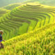 Bayer to Introduce Direct-seeded Rice System in Philippines