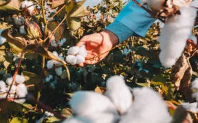 Better Cotton Revolutionises Sustainable Cotton Sector with Traceability Solution