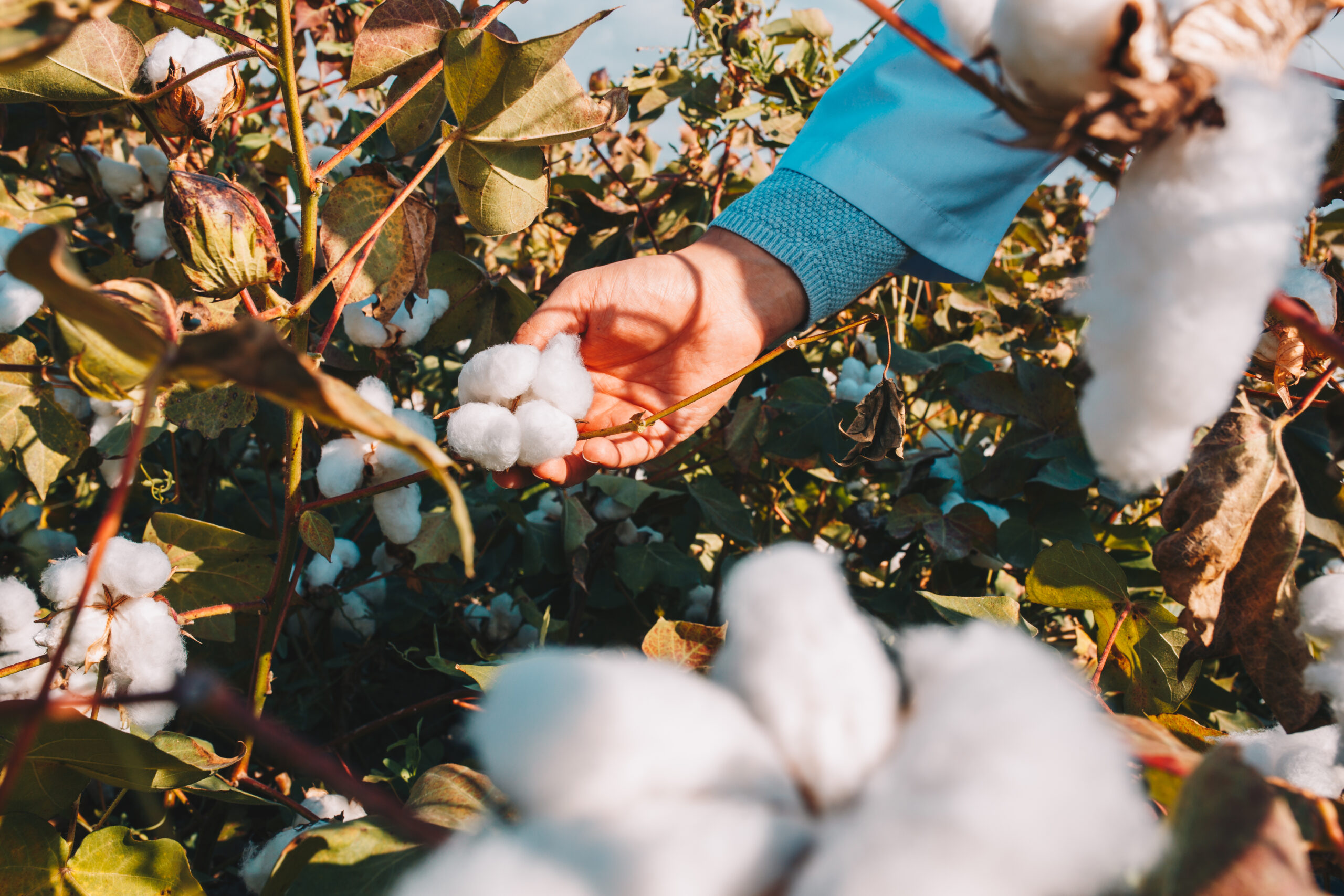 Better Cotton Revolutionises Sustainable Cotton Sector with Traceability Solution