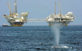 Gulf of Mexico oil and gas leases sale postponed over endangered whale protections