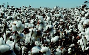 cotton farms