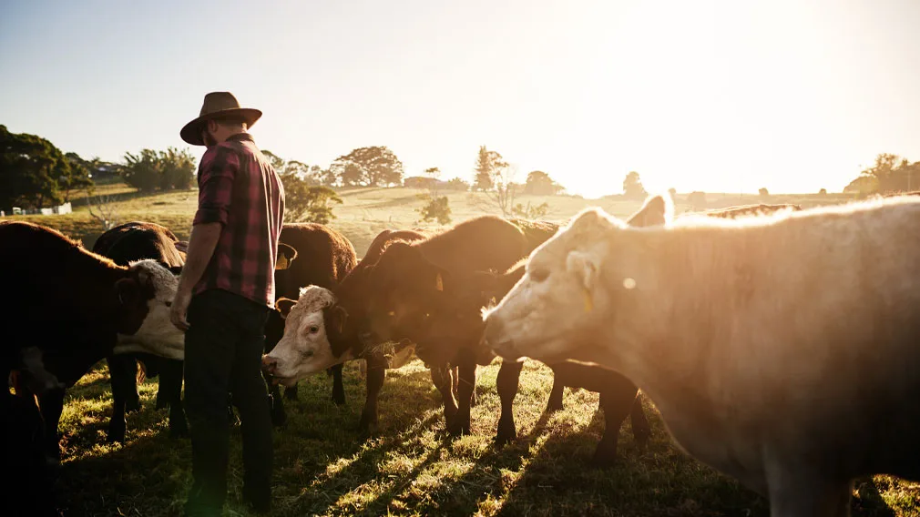 westpac nueva zelanda