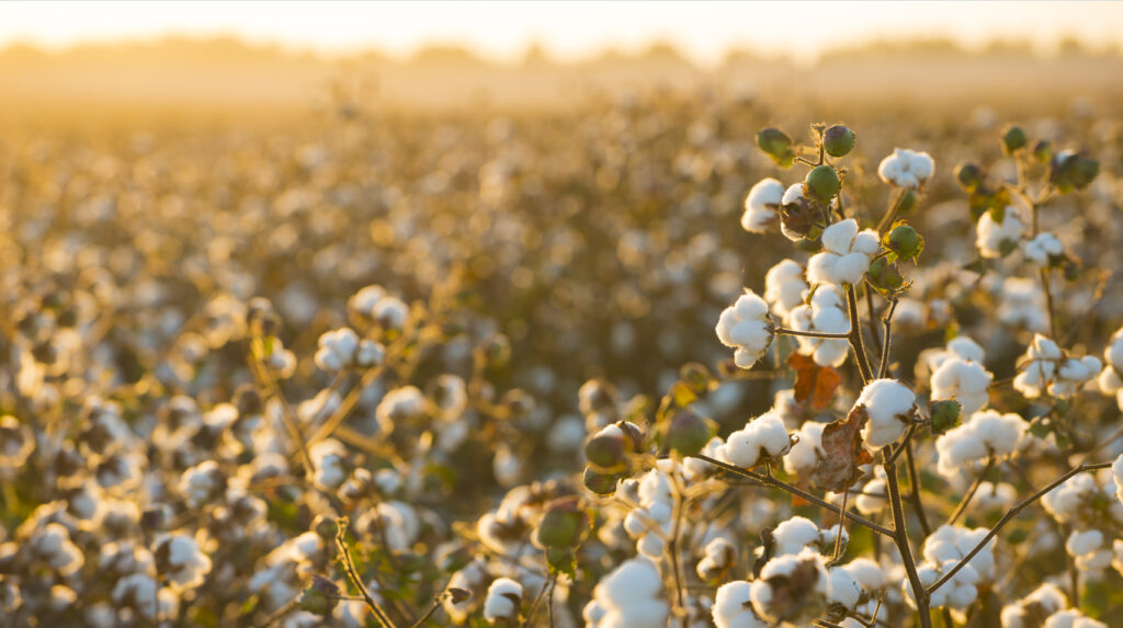 From Farm to Fashion- Embracing Regenerative Cotton Farming for Nature Positive Apparel