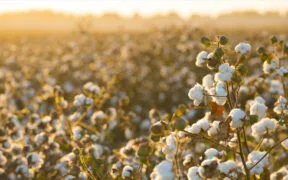 From Farm to Fashion- Embracing Regenerative Cotton Farming for Nature Positive Apparel