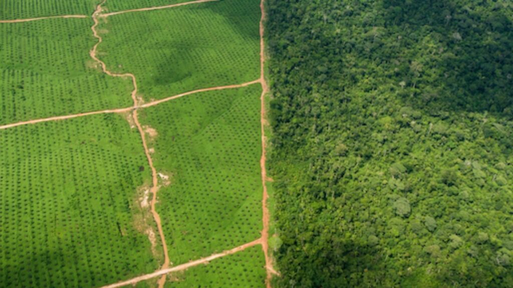 Palm Oil Supplier to Kellogg's, Colgate, Nestle linked to Peru deforestation - EIA Reports