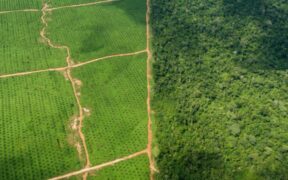 家乐氏、高露洁、雀巢的棕榈油供应商与秘鲁森林砍伐有关 - EIA 报告