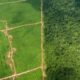 家乐氏、高露洁、雀巢的棕榈油供应商与秘鲁森林砍伐有关 - EIA 报告