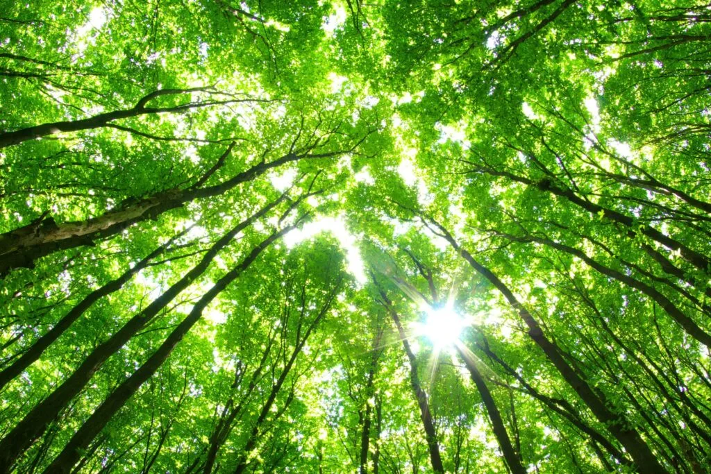 mercato del carbonio