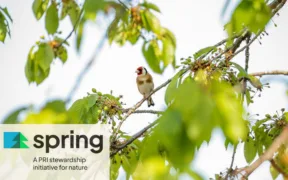 Spring