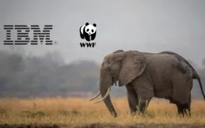IBM