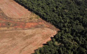 EU Delays Mandate on Business Supply Chains to Eliminate Deforestation