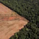 EU Delays Mandate on Business Supply Chains to Eliminate Deforestation