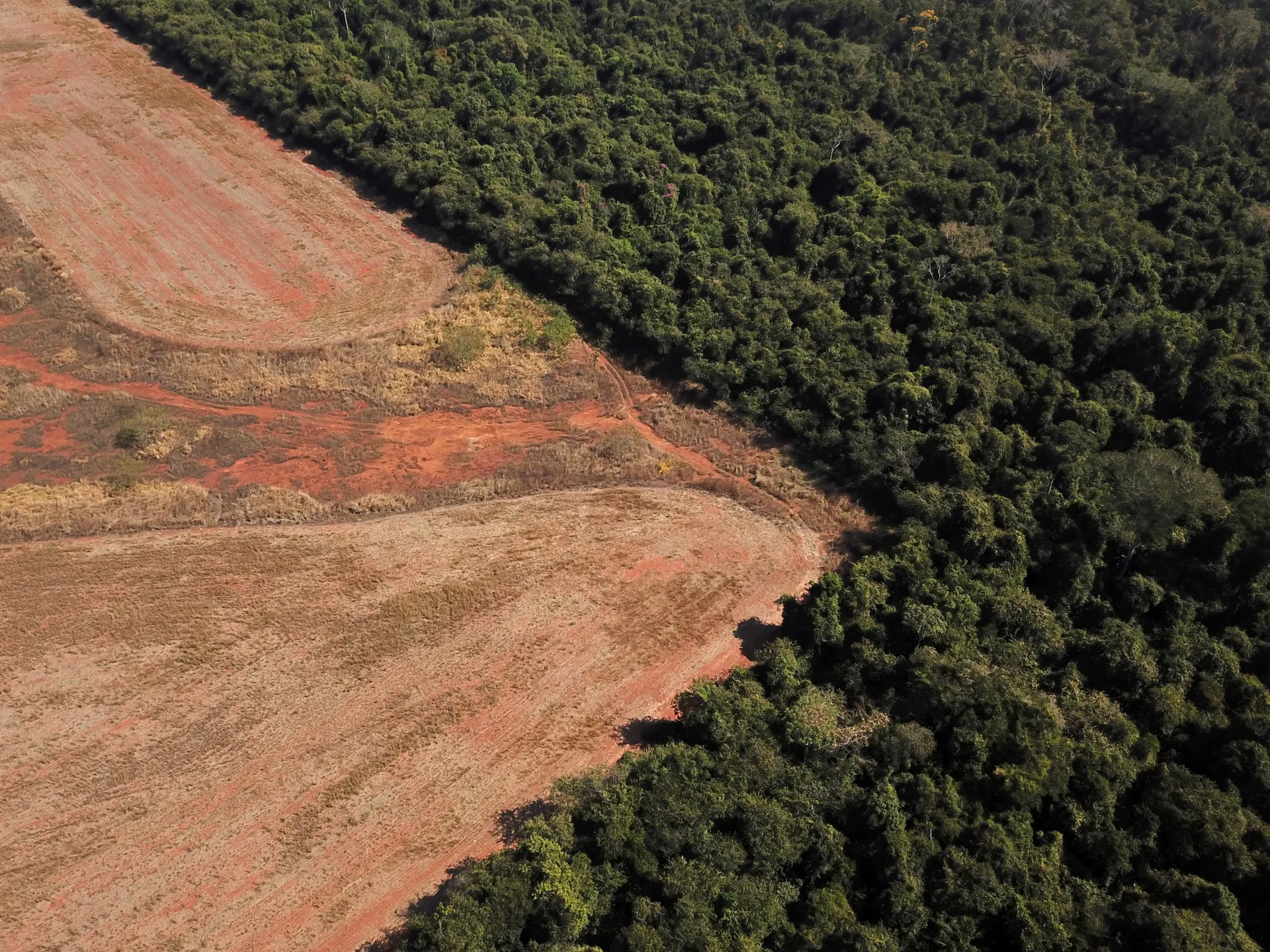 EU Delays Mandate on Business Supply Chains to Eliminate Deforestation