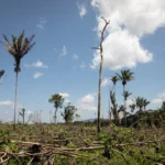 WWF and CDP Call for Integration of Nature-Related Risks in Banking Regulations to Mitigate Financial Crises
