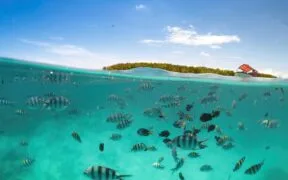 Bahamas Unlocks $124 Million for Ocean Protection via Debt Swap