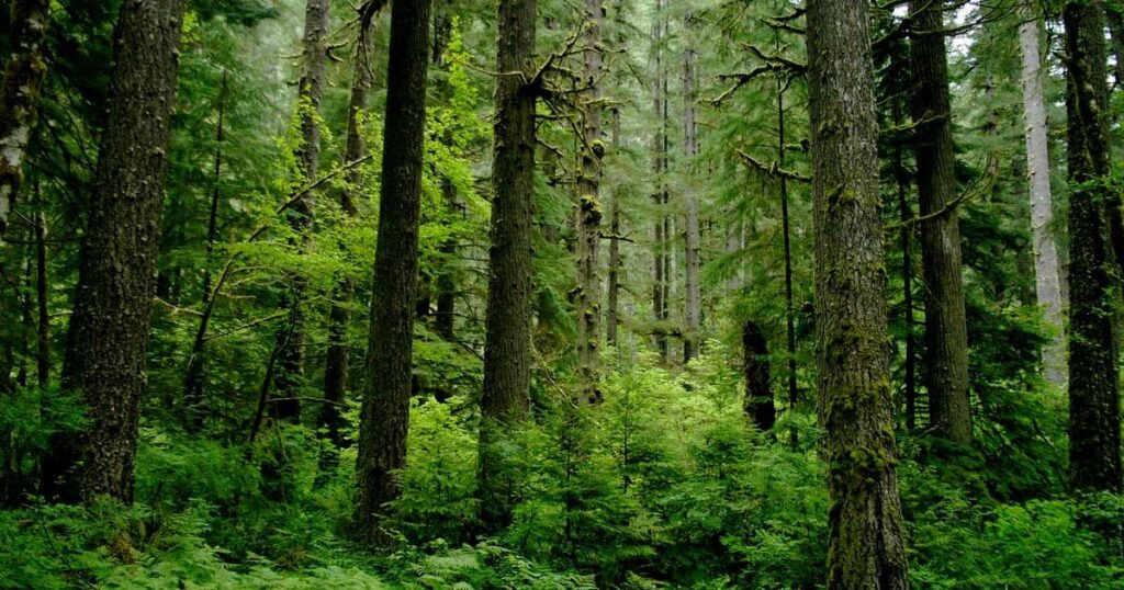 Le CIF alloue 143 millions de dollars pour restaurer les forêts et renforcer la résilience climatique au Brésil, au Kenya et dans la région du Zambèze