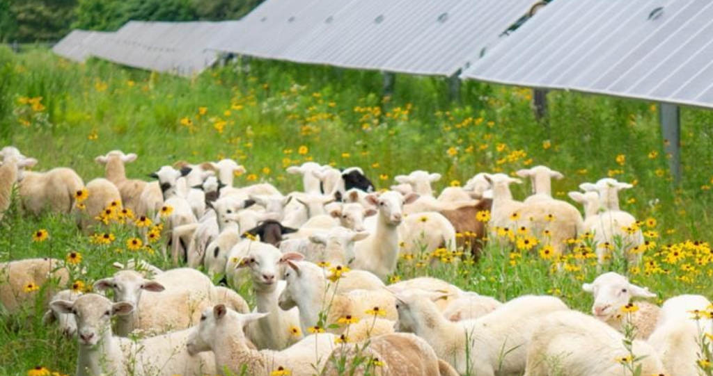 AIP Management Invests $500 Million in Leading US Clean Energy Developer Silicon Ranch
