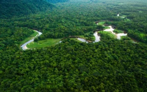Biomas Launches First Large-Scale Reforestation Project in Brazil's Atlantic Rainforest