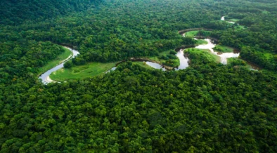 Biomas lança primeiro projeto de reflorestamento em larga escala na Mata Atlântica do Brasil