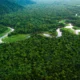 Biomas lance le premier projet de reforestation à grande échelle dans la forêt tropicale atlantique du Brésil