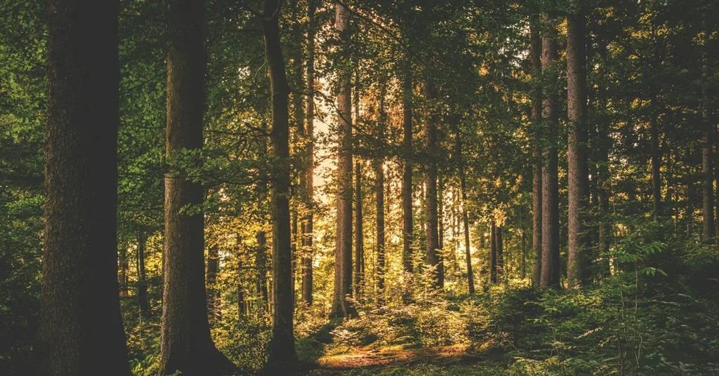 EFM and Sojitz Launch $200M Fund to Scale Climate-Smart Forestry and Carbon Markets in the U.S.