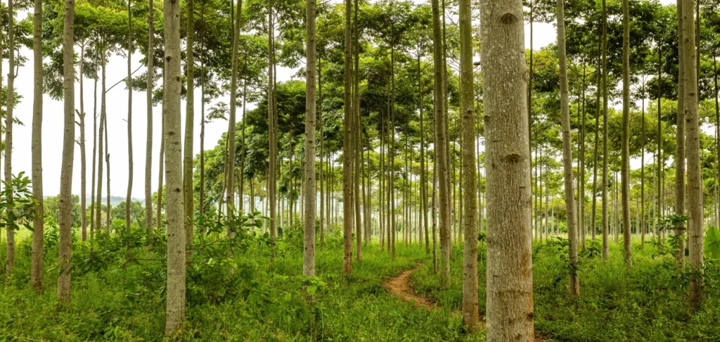 UK, Kenya, and Singapore Launch Government Coalition to Boost High-Integrity Carbon Markets
