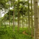 UK, Kenya, and Singapore Launch Government Coalition to Boost High-Integrity Carbon Markets