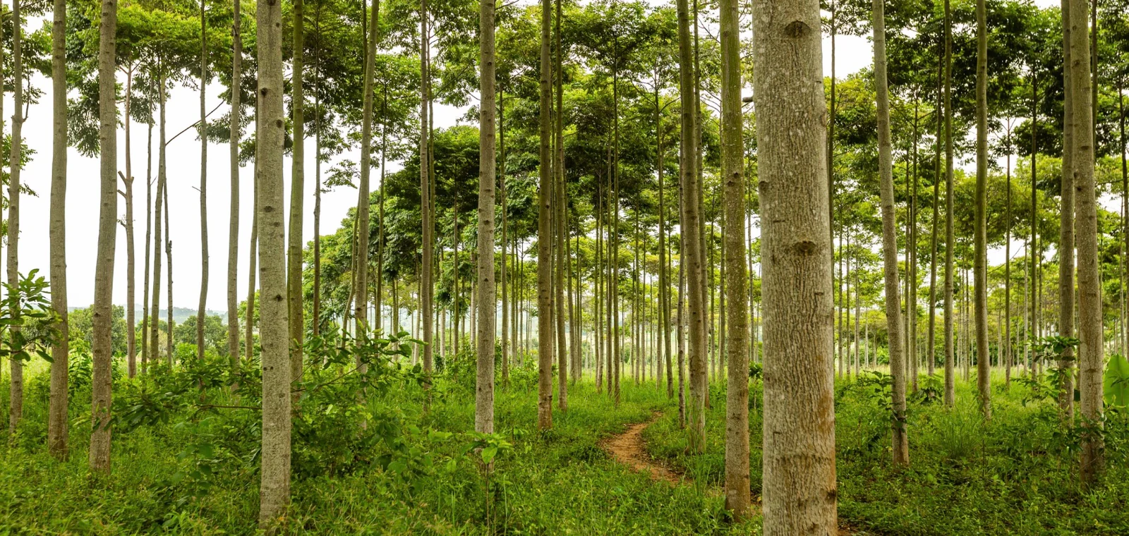 UK, Kenya, and Singapore Launch Government Coalition to Boost High-Integrity Carbon Markets