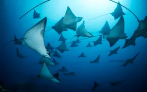 UN World Oceans day 2025 Underwater Seascapes 2nd Place Gerald Rambert