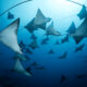 UN World Oceans day 2025 Underwater Seascapes 2nd Place Gerald Rambert