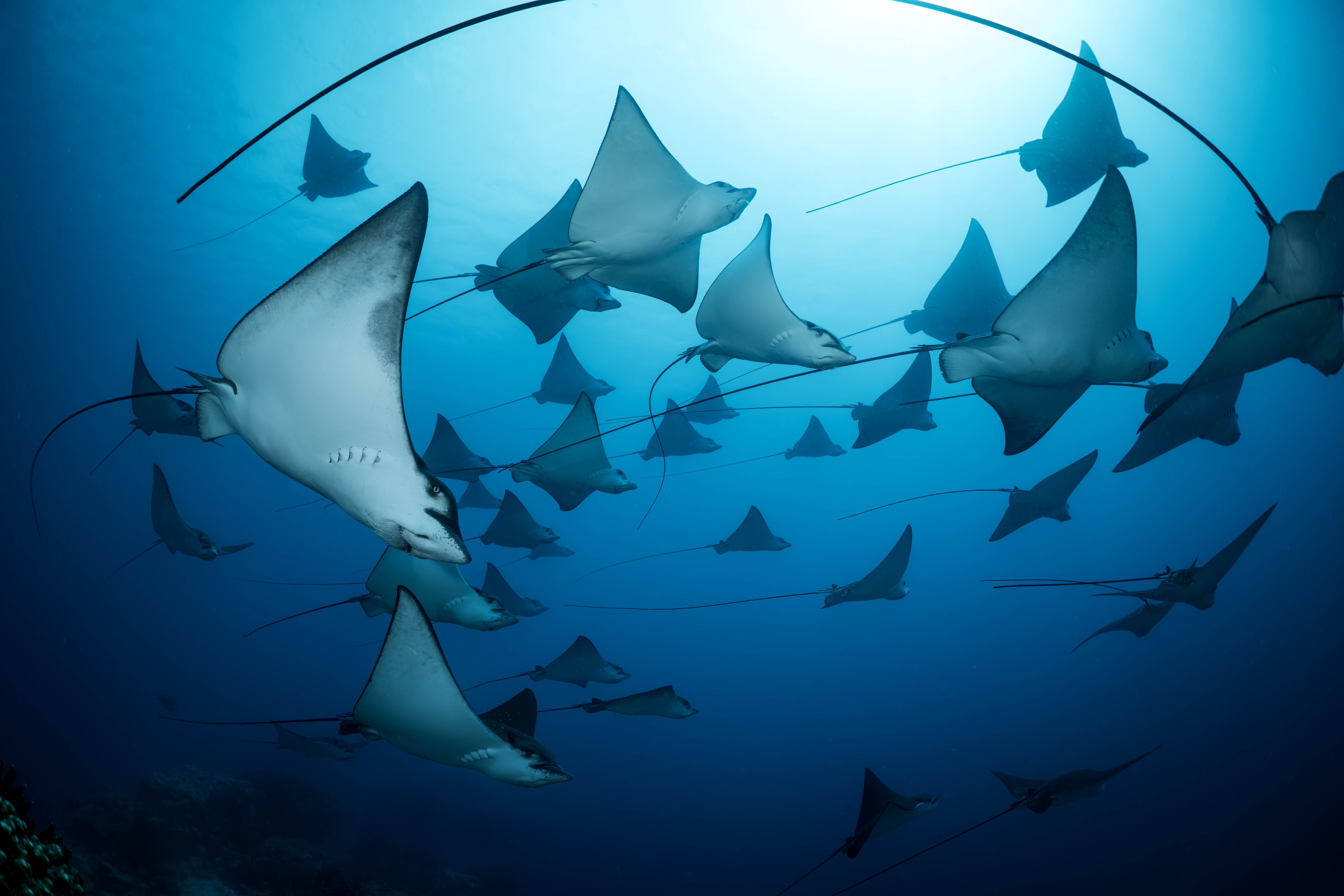 UN World Oceans day 2025 Underwater Seascapes 2nd Place Gerald Rambert