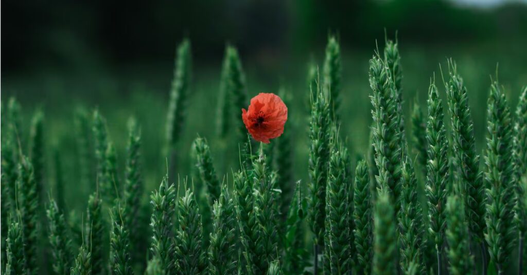 Ambienta Acquires Agronova to Enter $21B Sustainable Agriculture Market