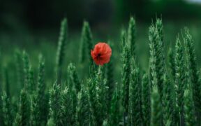Ambienta Acquires Agronova to Enter $21B Sustainable Agriculture Market