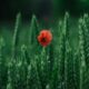 Ambienta Acquires Agronova to Enter $21B Sustainable Agriculture Market