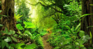 Brazil Bioeconomy Coalition Commits $2.6 Billion to Forests and Indigenous-Led Projects