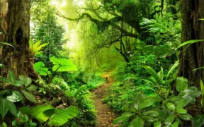 Brazil Bioeconomy Coalition Commits $2.6 Billion to Forests and Indigenous-Led Projects