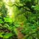 Brazil Bioeconomy Coalition Commits $2.6 Billion to Forests and Indigenous-Led Projects
