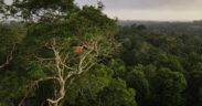 China’s Backing of Brazil’s Forest Fund Signals New Era in Emerging Climate Finance Leadership