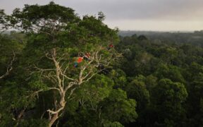 China’s Backing of Brazil’s Forest Fund Signals New Era in Emerging Climate Finance Leadership