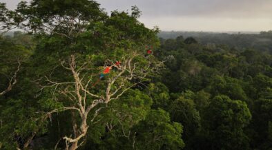 Chinas Unterstützung des brasilianischen Waldfonds läutet eine neue Ära der aufstrebenden Führungsrolle in der Klimafinanzierung ein