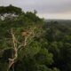 China’s Backing of Brazil’s Forest Fund Signals New Era in Emerging Climate Finance Leadership