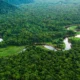 Piauí Launches Jurisdictional REDD+ Carbon Credit Program with Silvania to Combat Deforestation