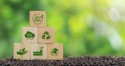 What Is Carbon Insetting? What You Need to Know about the Strategy