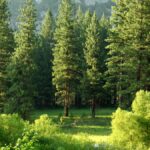 Global Banks and Investors Fund $9 Trillion in Deforestation-Risk Companies: Forest 500 Report