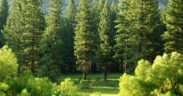 Global Banks and Investors Fund $9 Trillion in Deforestation-Risk Companies: Forest 500 Report