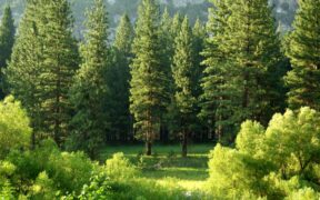 Global Banks and Investors Fund $9 Trillion in Deforestation-Risk Companies: Forest 500 Report
