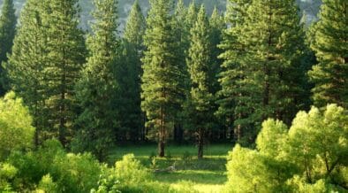 Global Banks and Investors Fund $9 Trillion in Deforestation-Risk Companies: Forest 500 Report