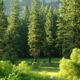 Global Banks and Investors Fund $9 Trillion in Deforestation-Risk Companies: Forest 500 Report