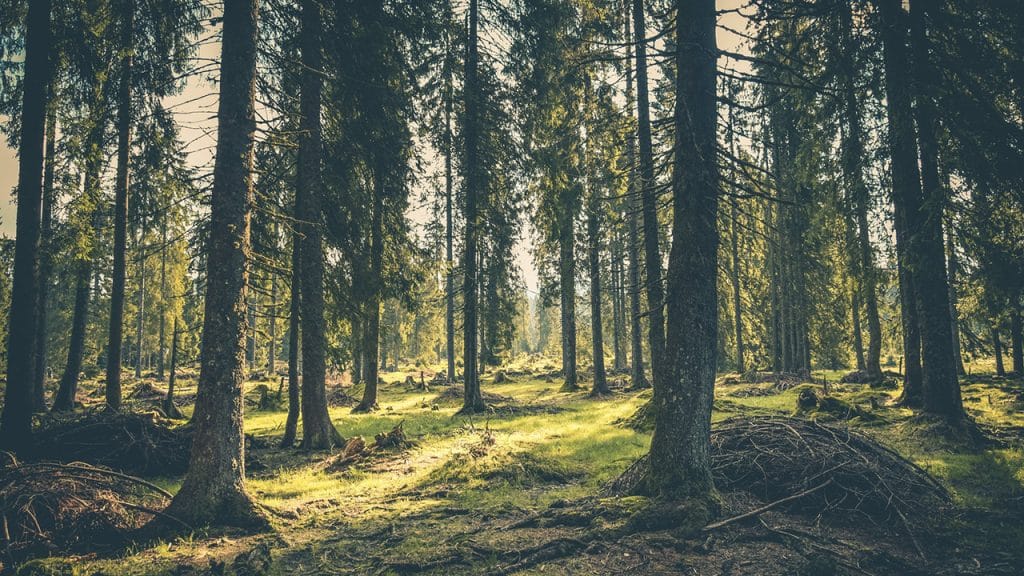 Global Investors Controlling $3 Trillion Demand Policy Action to Stop Deforestation by 2030