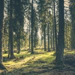 Global Investors Controlling $3 Trillion Demand Policy Action to Stop Deforestation by 2030